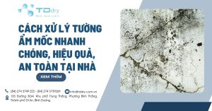 Cách xử lý tường ẩm mốc nhanh chóng, hiệu quả, an toàn tại nhà